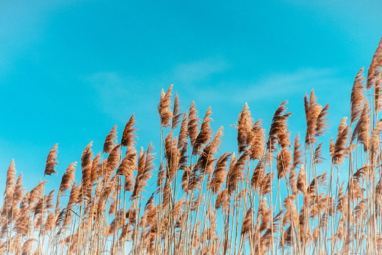 tall grass blowing in the wind against a blue sky, by Carey Morris, trending on pexels, brown and cyan color scheme, willows, unsplash photo contest winner, the clear sky