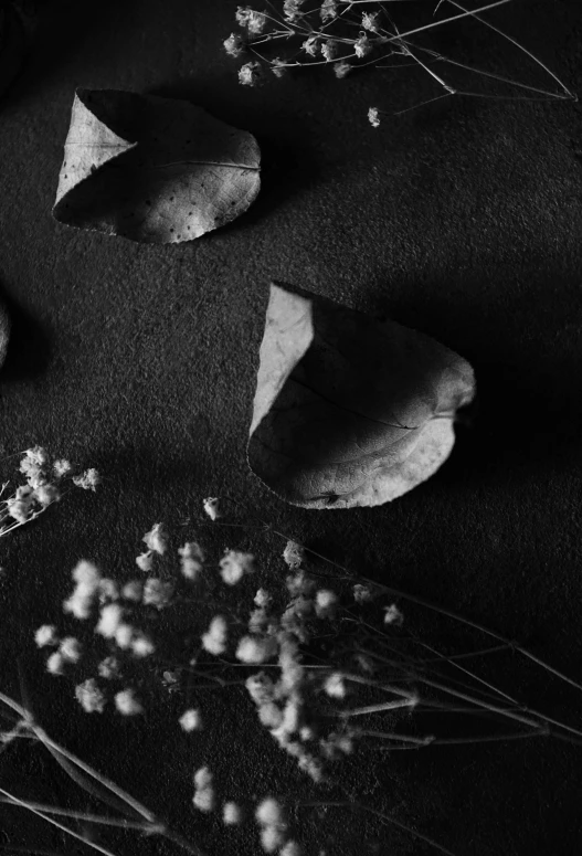 black and white photograph of dried flowers and leaves, unsplash contest winner, dark. no text, concert, 中 元 节, made of leaves