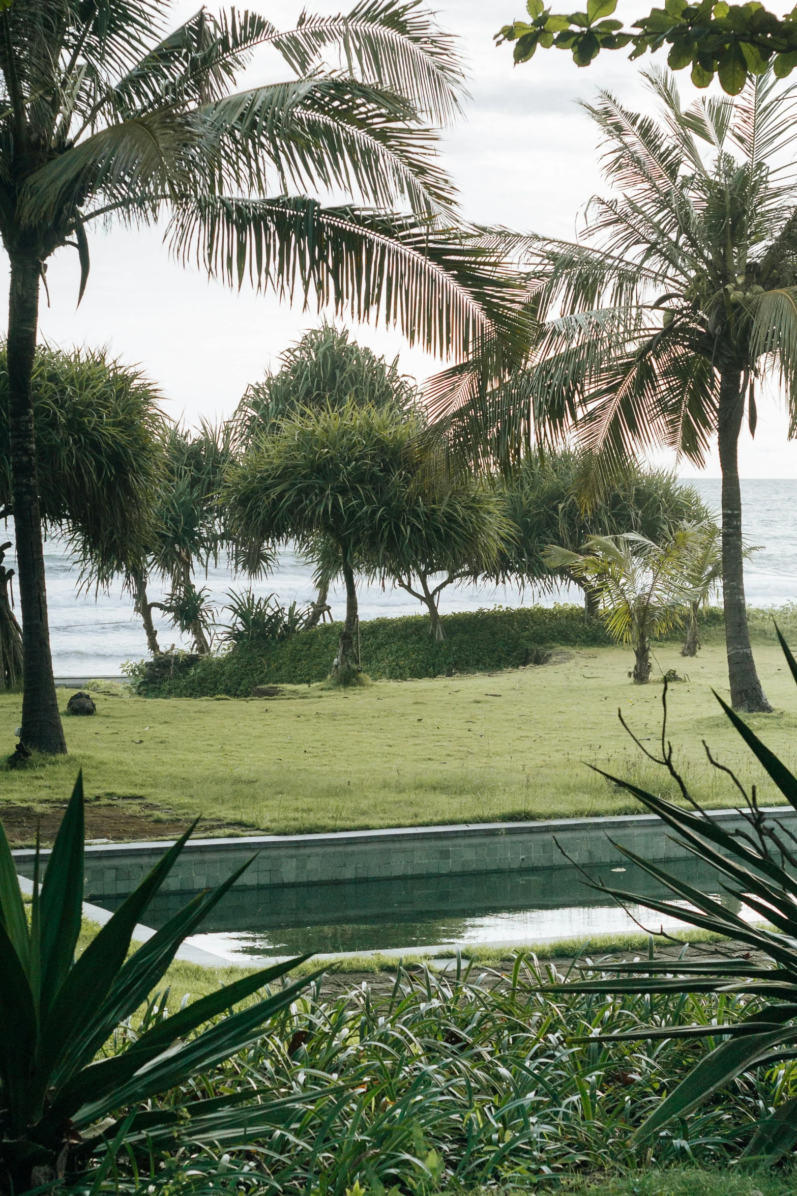 a group of palm trees next to a body of water, renaissance, lush field, views to the ocean, jakarta, grey