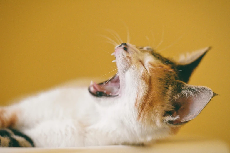 a close up of a cat with its mouth open, an album cover, trending on pexels, yellow, yawning, calico, lying down