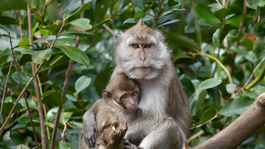 a couple of monkeys sitting on top of a tree branch, a portrait, flickr, portrait image, mummy, amongst foliage, grey