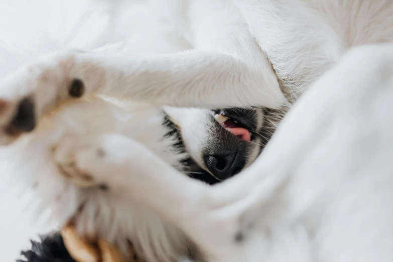 a black and white dog laying on top of a bed, by Jan Tengnagel, pexels contest winner, hiding behind obstacles, covered in soft fur, extreme close up shot, birdseye view