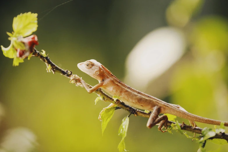 a lizard sitting on top of a tree branch, an album cover, inspired by Frederick Goodall, trending on pexels, sumatraism, al fresco, thin antennae, getty images, sri lanka