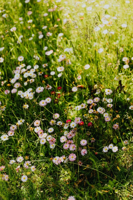 a red fire hydrant sitting on top of a lush green field, an album cover, by Peter Alexander Hay, unsplash, lots of little daisies, scattered glowing pink fireflies, nordic summer, field of mixed flowers