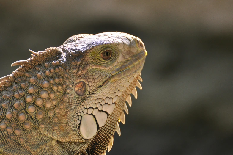 a close up of a lizard on a rock, pexels contest winner, dragon scales across hairline, pointed chin, iguana, australian