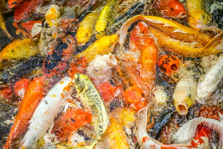 a bunch of koi fish swimming in a pond, by Micha Klein, pexels, process art, disgusting food, colorful plastic, still life of rotten flesh, 3 4 5 3 1