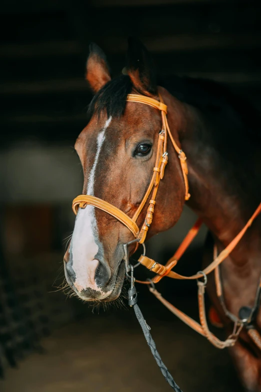 a close up of a horse wearing a bridle, pexels contest winner, square, rectangle, indoor picture, profile image