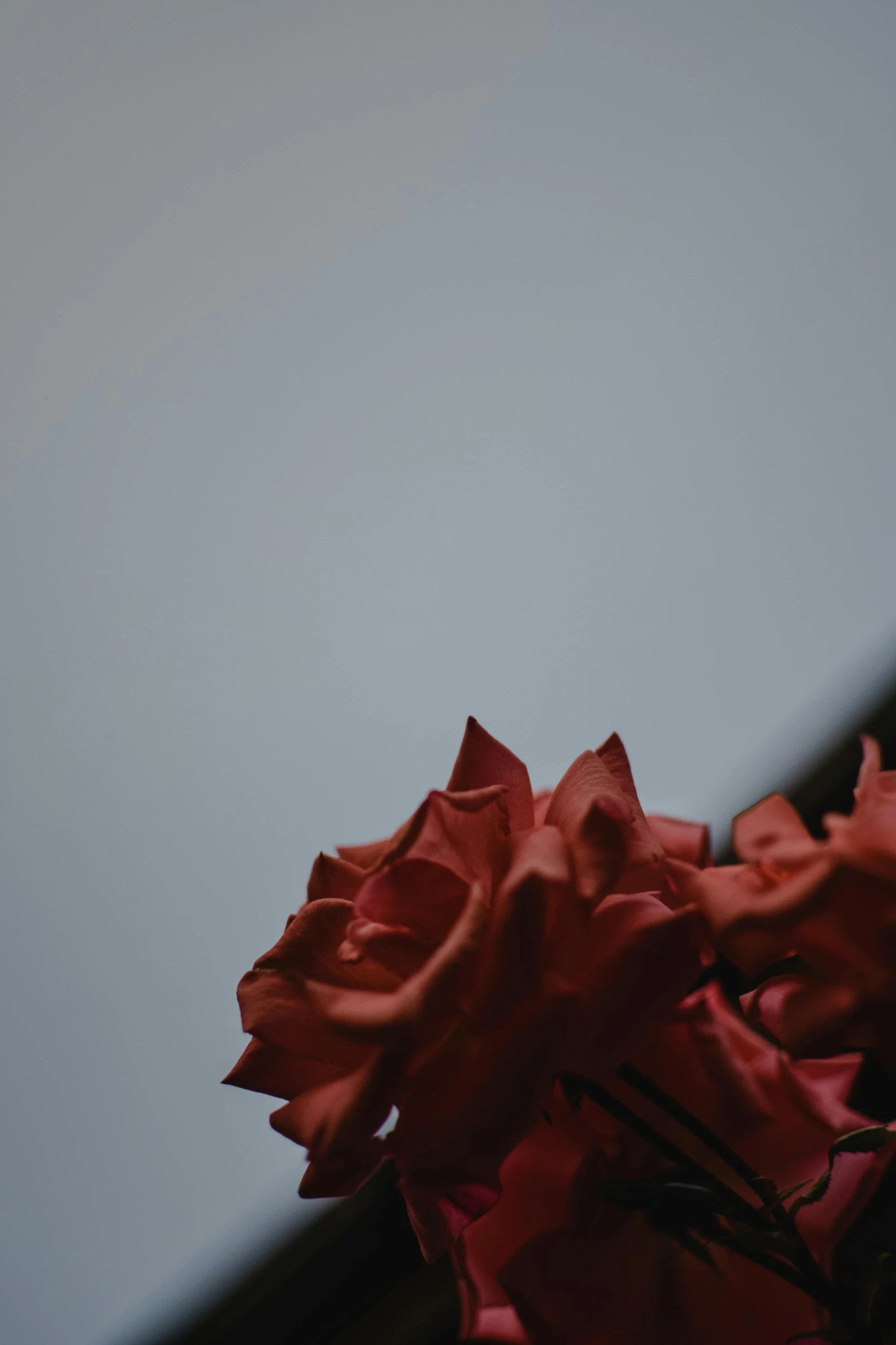 a bunch of red roses sitting on top of a table, an album cover, unsplash, romanticism, ((sharp focus)), giant thorns, up there, high quality photo