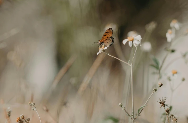 a butterfly that is sitting on a flower, pexels contest winner, minimalism, muted brown, low quality footage, bokeh photo