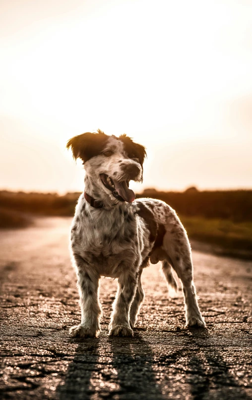 a dog standing in the middle of a road, by Jan Tengnagel, pexels contest winner, dappled in evening light, looking happy, white with chocolate brown spots, sun set