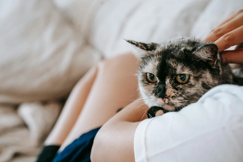 a close up of a person holding a cat, soft but grumpy, sitting in a lounge, uncomfortable and anxious, realistic »