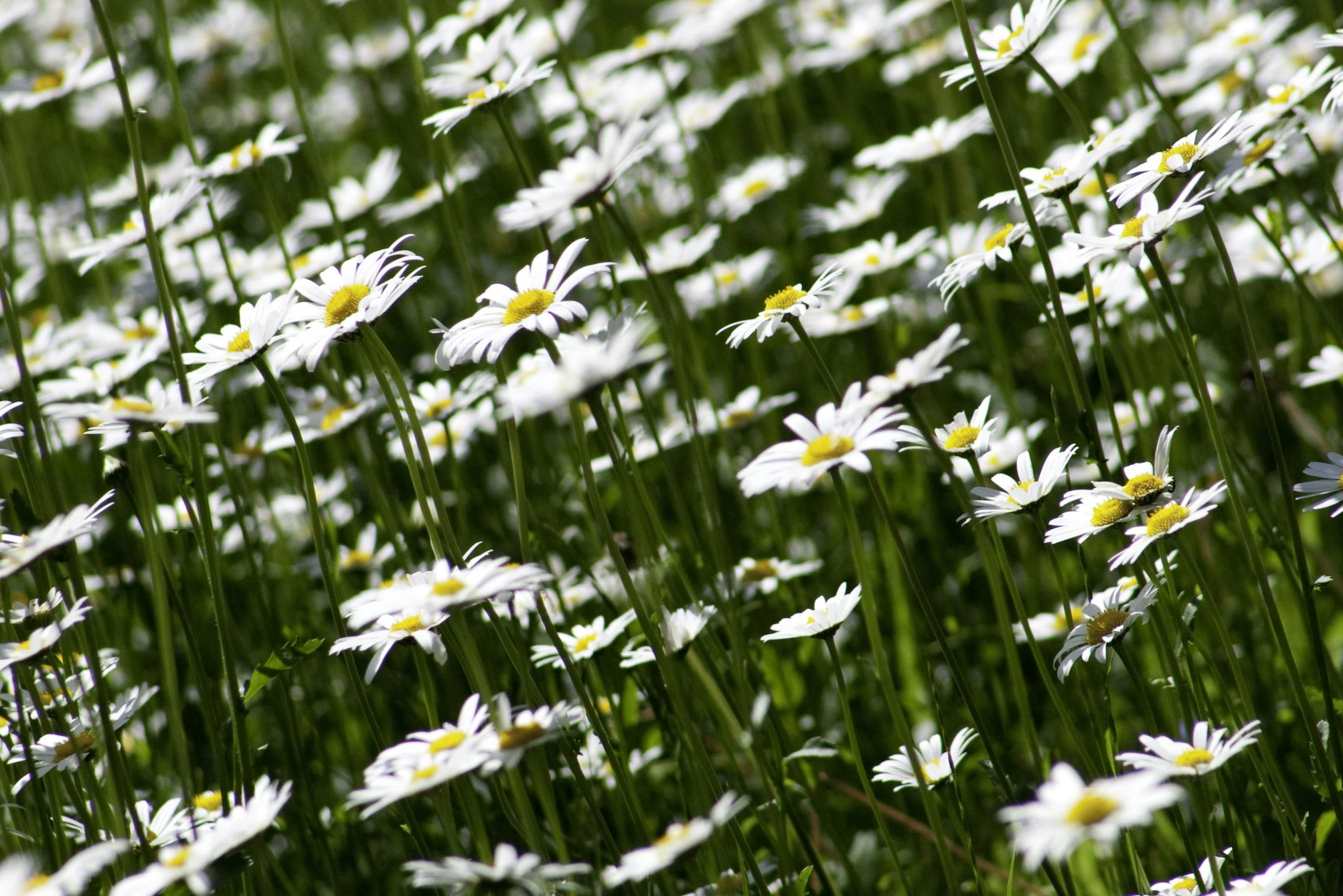 a field full of white and yellow daisies, by Yasushi Sugiyama, with dappled light, dezeen, green and white, gardening