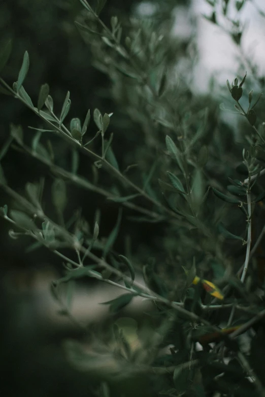 a yellow bird sitting on top of a tree branch, inspired by Elsa Bleda, trending on pexels, olive trees, overcast! cinematic focus, olive thigh skin, herbs