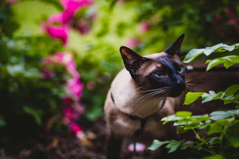 a siamese cat standing in the middle of a garden, by Julia Pishtar, pexels contest winner, fan favorite, avatar image, close up photography, lush plants and flowers