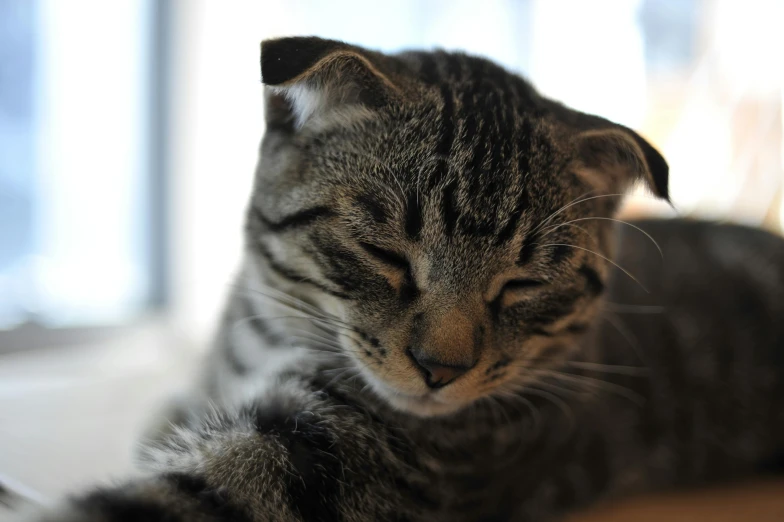 a close up of a cat laying on a table