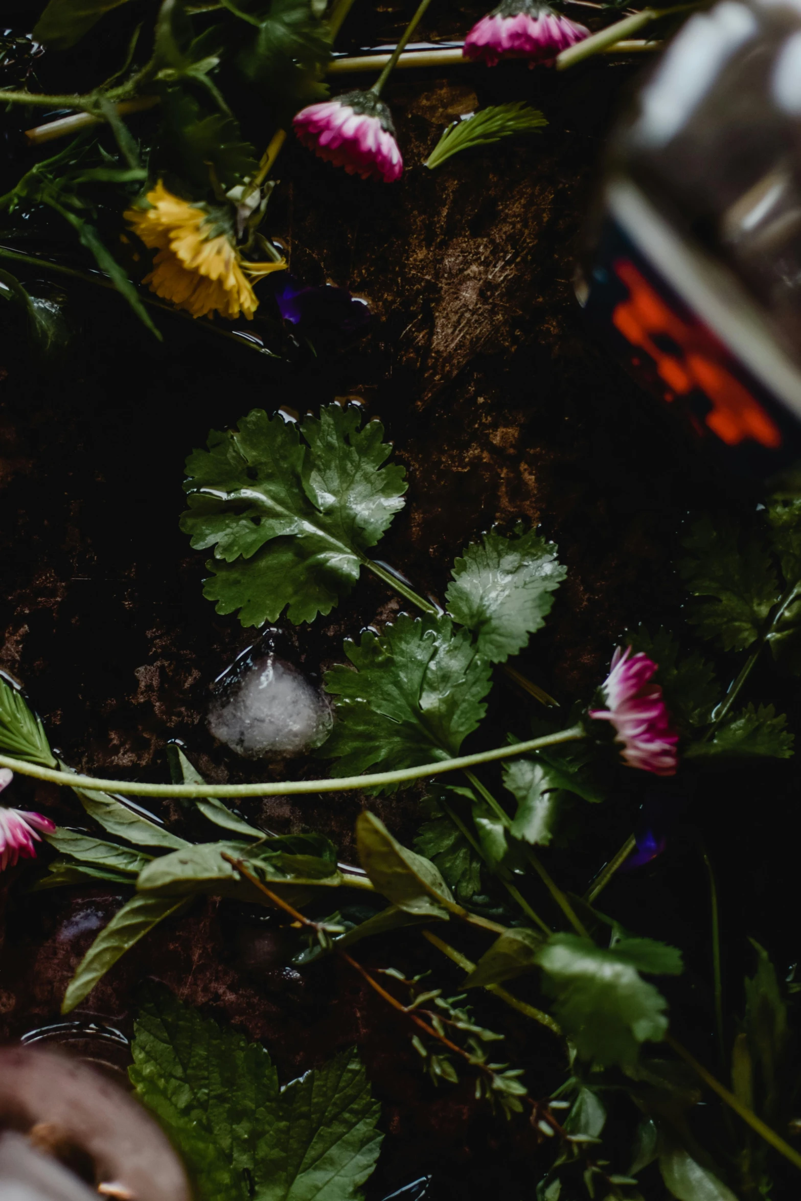 a bottle of beer sitting on top of a lush green field, a still life, inspired by Elsa Bleda, vanitas, flowers in a flower bed, on a black background, looking down at the forest floor, with frozen flowers around her