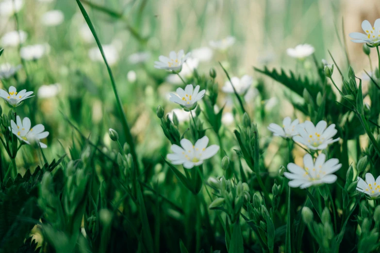 a bunch of white flowers sitting on top of a lush green field, unsplash, forest floor, trending photo, fan favorite, astri lohne