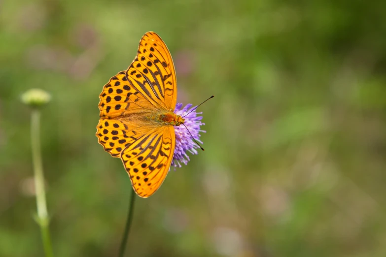 a butterfly sitting on top of a purple flower, trypophobia, fan favorite, doing a majestic pose, scottish