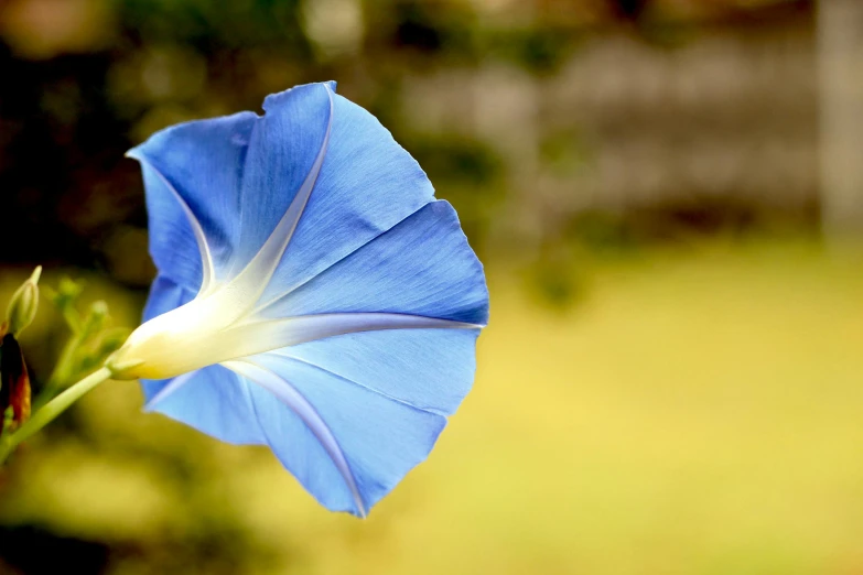 a close up of a flower with a blurry background, by Jan Rustem, hurufiyya, morning glory flowers, ((blue)), colour photograph, bright sunlight