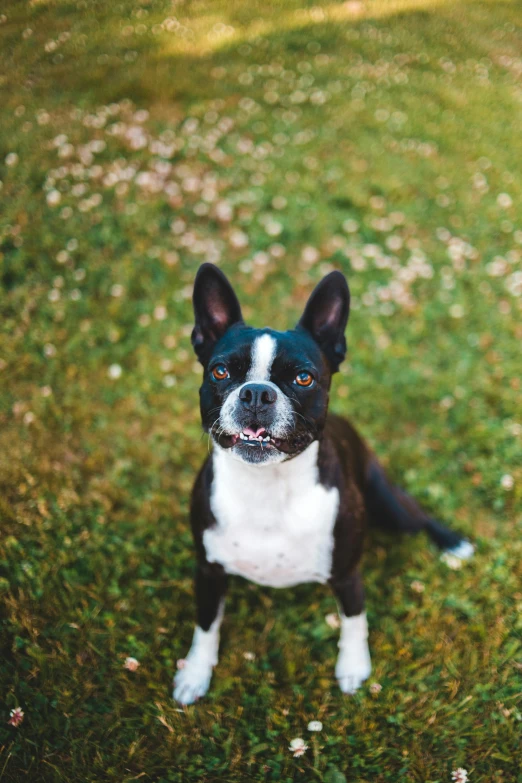 a black and white dog sitting on top of a lush green field, looking up at the camera, instagram post, big ears, high-resolution photo