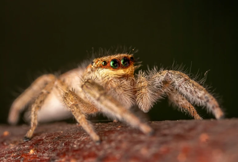 a close up of a spider on a rock, pexels contest winner, hurufiyya, prominent big eyes, young adult male, multi - coloured, undertailed