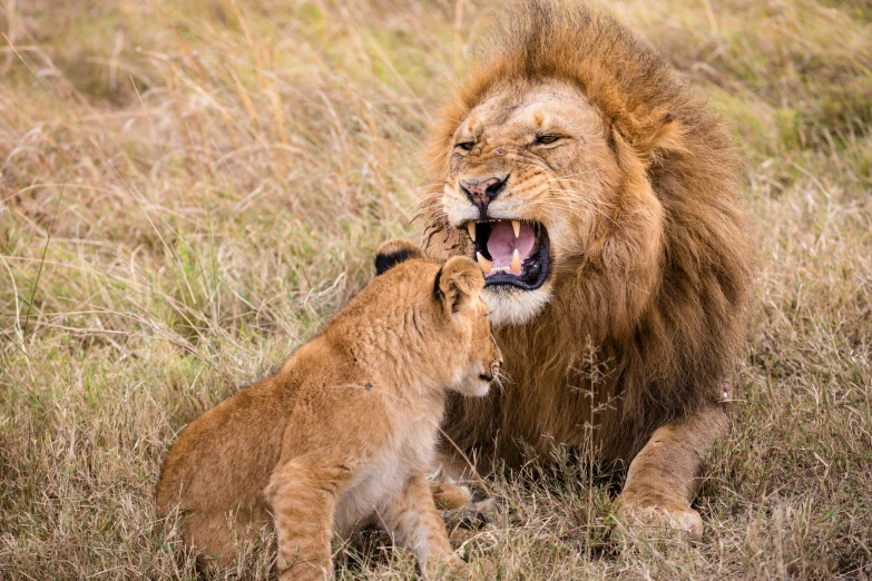 a couple of lions that are standing in the grass, pexels contest winner, father with child, sneering, very kenyan, singing