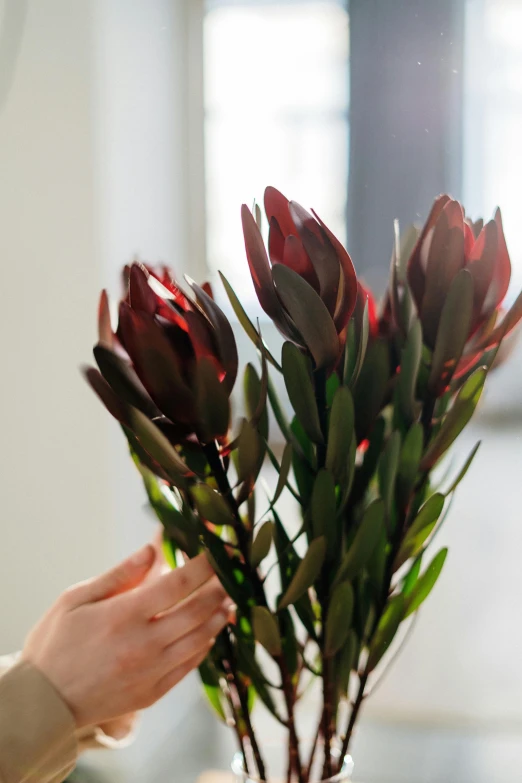 a woman holding a vase with red flowers in it, inspired by Exekias, trending on unsplash, maroon metallic accents, magnolia big leaves and stems, beautiful natural soft light, closeup - view