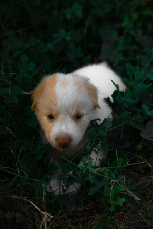 a dog that is laying down in the grass, an album cover, by Elsa Bleda, pexels contest winner, heterochromia, puppy, gif, in jungle