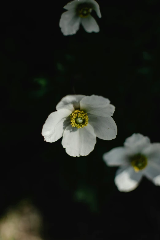 a group of white flowers sitting on top of a lush green field, unsplash, minimalism, on a black background, anemone, medium format, ((sharp focus))