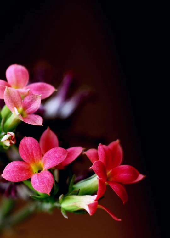 a vase filled with pink flowers on top of a table, a macro photograph, by Gwen Barnard, unsplash, tropical houseplants, colorful with red hues, jasmine, medium format. soft light