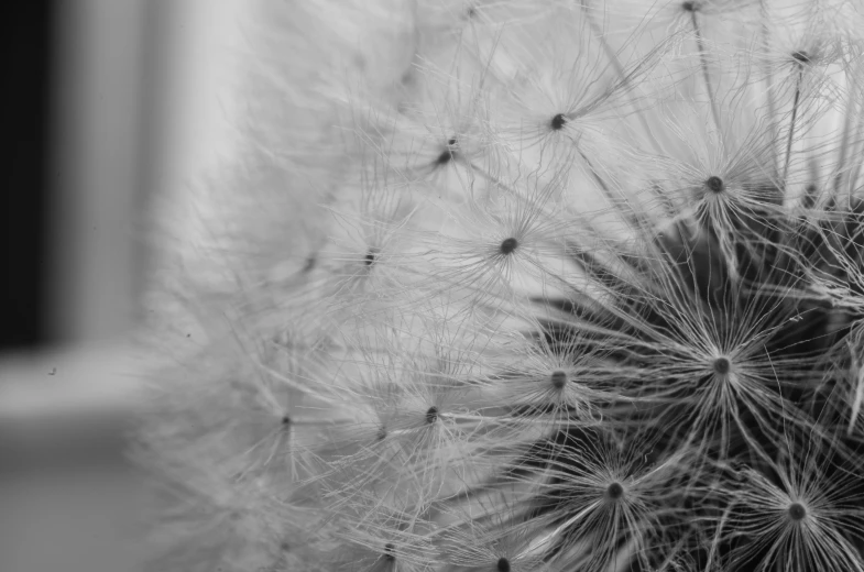 a black and white photo of a dandelion, a macro photograph, by Mandy Jurgens, pexels, precisionism, today\'s featured photograph 4k, macro furry, soft colors mono chromatic, many small details