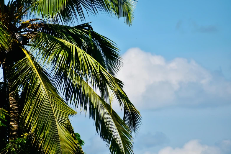 a couple of palm trees sitting next to each other, slide show, multiple stories, azure blue sky, puerto rico