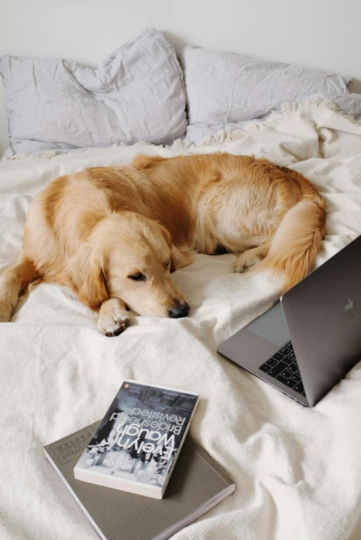 a dog laying on top of a bed next to a laptop, by Carey Morris, trending on pexels, romanticism, shiny golden, netflix series, trying to read, casually dressed