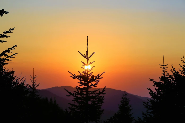 the sun is setting behind the trees in the mountains, by Jessie Algie, pexels contest winner, land art, hemlocks, sun setting in the background, holiday season, profile image