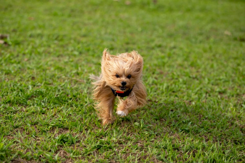 a small brown dog running across a lush green field, pexels, square, yorkshire terrier, slide show, portrait image