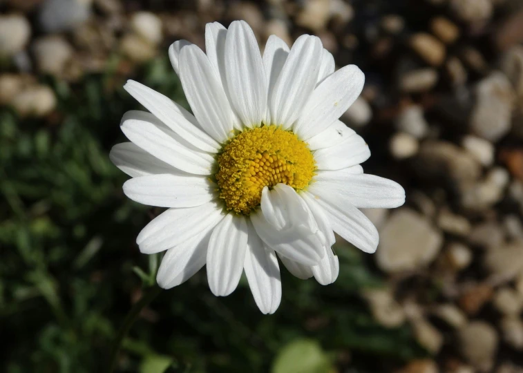 a close up of a white flower with a yellow center, chamomile, today\'s featured photograph 4k, unshaded, multicoloured