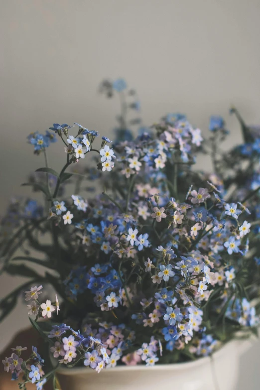 a vase filled with blue flowers on top of a table, by Attila Meszlenyi, trending on unsplash, visual art, delicate soft hazy lighting, gypsophila, on a gray background, plants growing