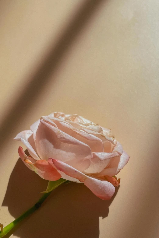 a single pink rose sitting on top of a table, by Anna Boch, trending on pexels, photorealism, sunny amber morning light, skin detail, made of silk paper, color photograph