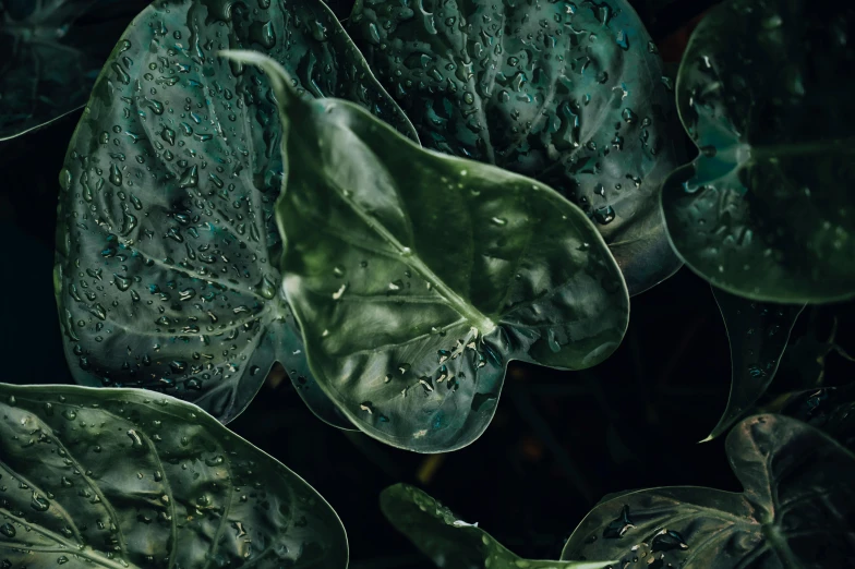 a close up of a plant with water droplets on it, an album cover, inspired by Elsa Bleda, trending on unsplash, photorealism, fig leaves, alessio albi, lush verdant plants, fungus and plants