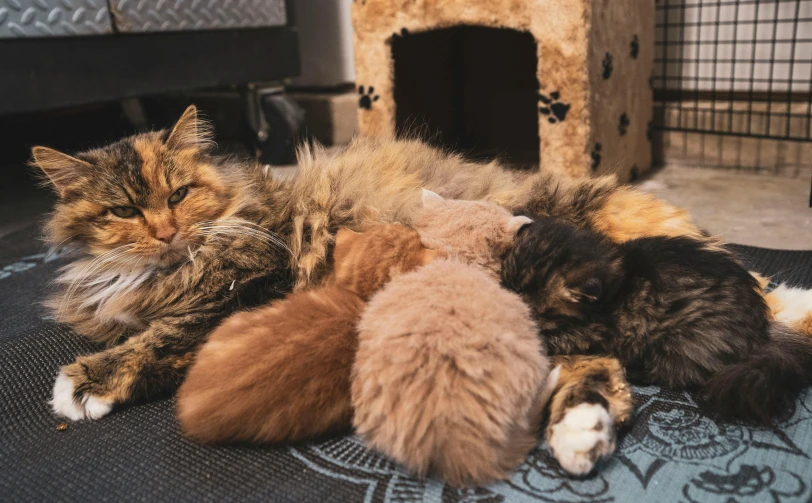 a group of cats laying on top of each other, pexels contest winner, the cat is fluffy, in a comfy house, minna sundberg, different shapes and sizes