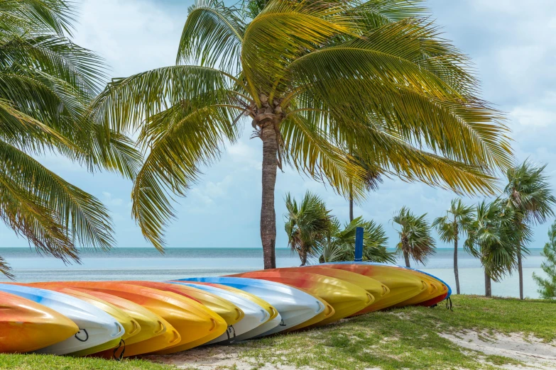 a row of kayaks sitting on top of a sandy beach, a portrait, by Pamela Drew, shutterstock, a palm tree, a colorful, miami, slide show