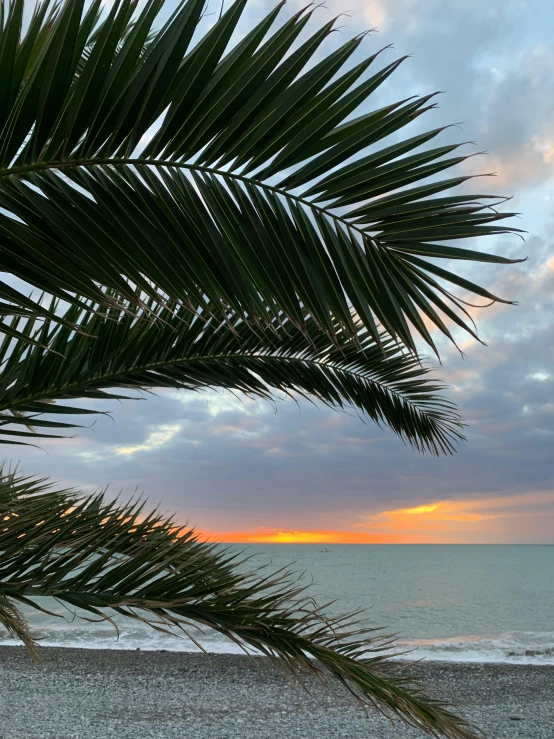 a palm tree sitting on top of a sandy beach, during a sunset, profile image