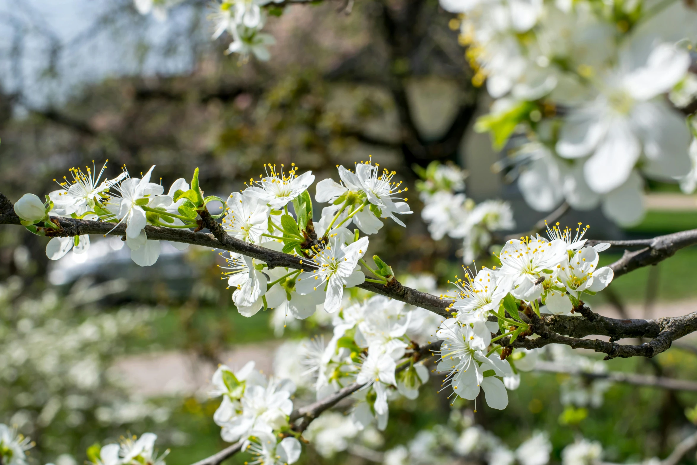 a close up of a tree with white flowers, inspired by Edwin Dickinson, unsplash, bauhaus, garden with fruits on trees, thumbnail, warm spring, ernst haekl