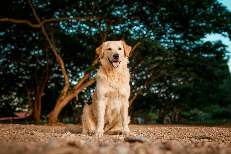 a dog that is sitting in the dirt, golden glistening, professionally post-processed, sitting under a tree, shot with sony alpha