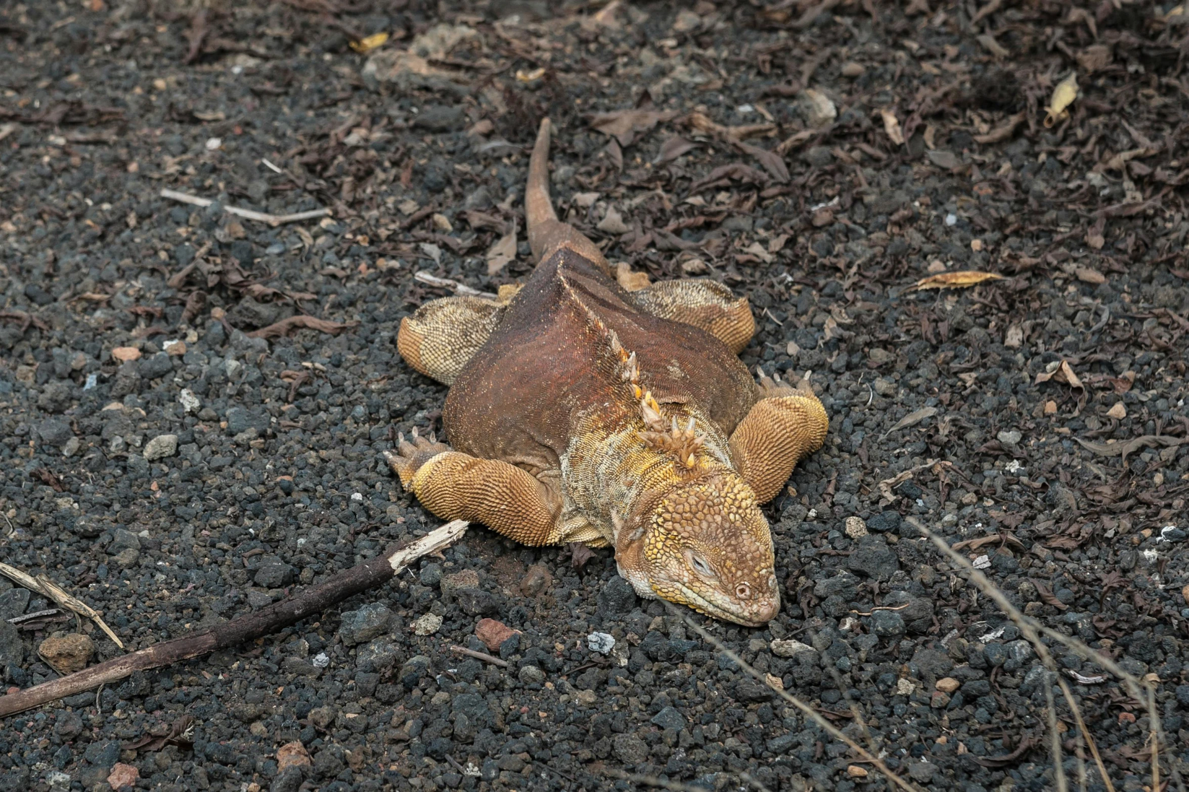 a lizard that is laying on the ground, a photo, by Carey Morris, renaissance, volcanic, brown, gray