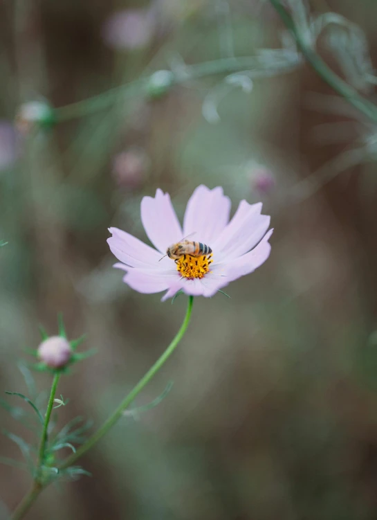 a pink flower with a bee on it, unsplash, medium format, cosmos exploration, low quality photo, alessio albi