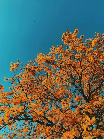 a tree with yellow leaves against a blue sky, an album cover, trending on unsplash, aestheticism, orange and cyan lighting, seasons!! : 🌸 ☀ 🍂 ❄, complementary color, skies