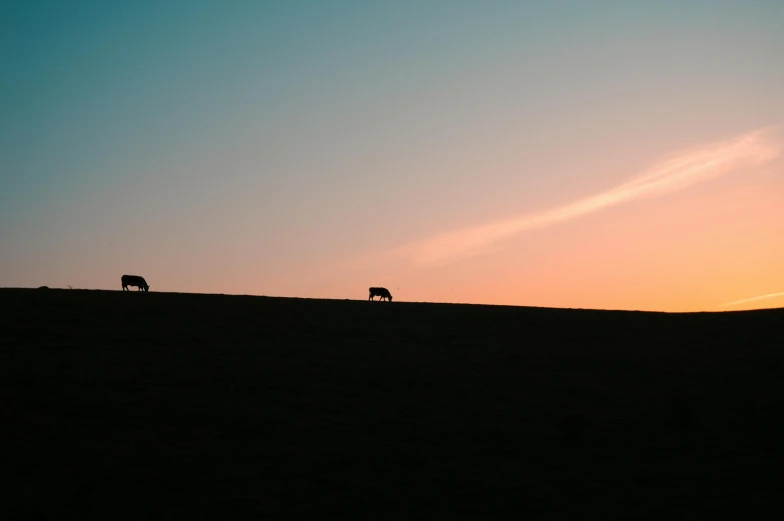 a couple of cows standing on top of a grass covered hill, unsplash contest winner, minimalism, sunset photo, three animals, hyperminimalist, trailing off into the horizon