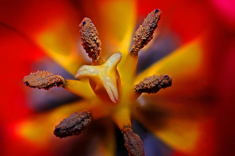 a close up of a red and yellow flower, a macro photograph, by Jan Rustem, pexels contest winner, tulip, alien flora, seeds, bird view