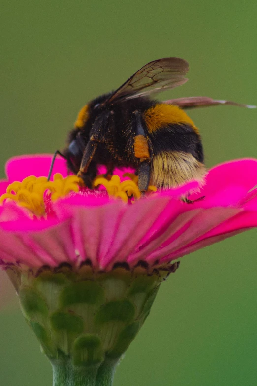 a bee sitting on top of a pink flower, by John Gibson, slide show, featured, multicoloured, bumblebee